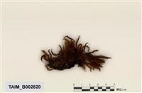 藏品(檜苔屬)的圖片